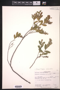 Chamaedaphne calyculata image