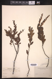 Chamaedaphne calyculata image