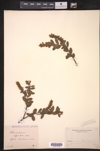 Chamaedaphne calyculata image