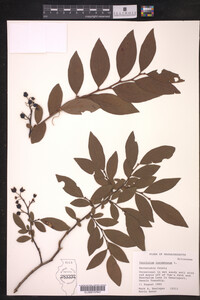 Vaccinium corymbosum image