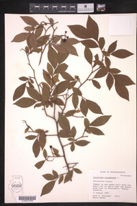 Media resource of Vaccinium corymbosum