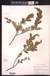 Chamaedaphne calyculata image