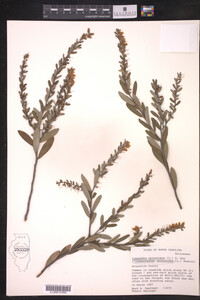 Chamaedaphne calyculata image