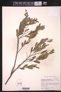 Chamaedaphne calyculata image