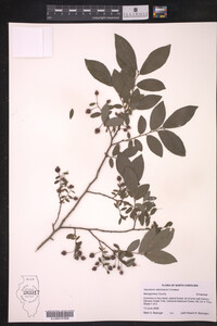 Vaccinium stamineum image
