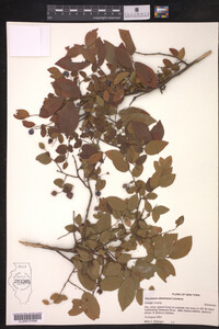 Vaccinium stamineum image