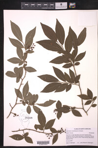 Vaccinium corymbosum image