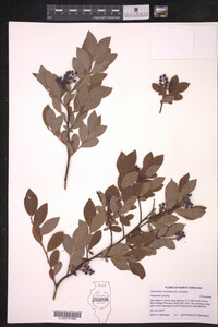 Vaccinium corymbosum image