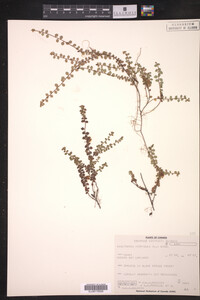 Gaultheria hispidula image