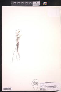 Utricularia subulata image