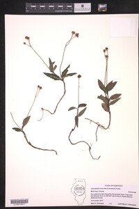 Media resource of Chimaphila maculata
