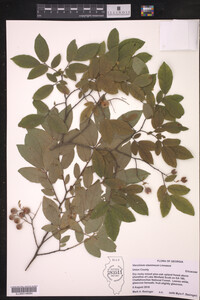 Vaccinium stamineum image