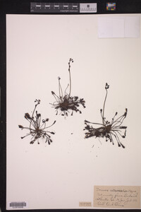 Drosera intermedia image