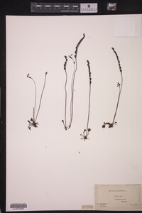 Drosera rotundifolia image