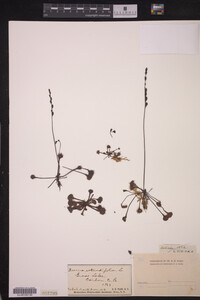Drosera rotundifolia image
