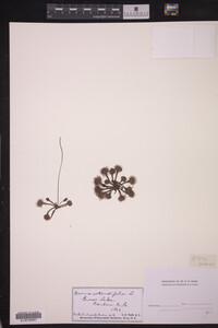 Drosera rotundifolia image
