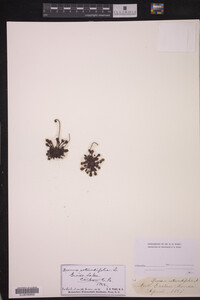 Drosera rotundifolia image