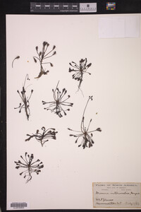 Drosera intermedia image
