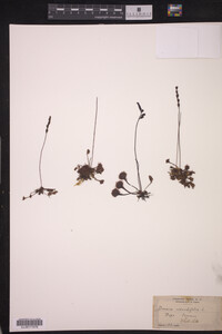 Drosera rotundifolia image