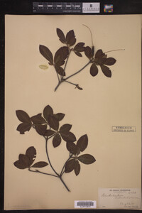 Rhododendron calendulaceum image