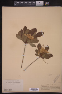 Rhododendron arborescens image