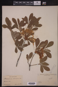 Rhododendron arborescens image