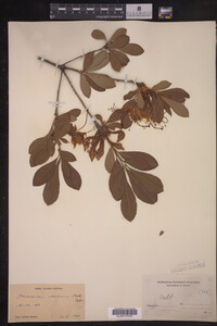 Rhododendron arborescens image