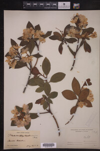 Rhododendron carolinianum image