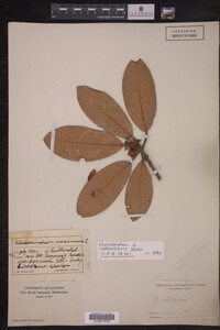 Rhododendron catawbiense image