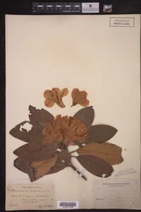 Rhododendron catawbiense image