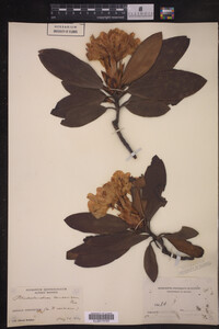 Media resource of Rhododendron caucasicum