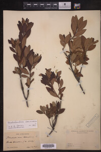 Rhododendron dauricum image