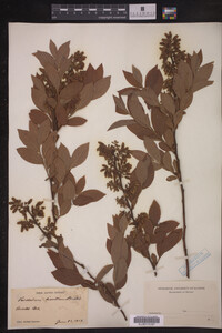 Vaccinium hirsutum image