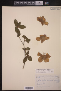 Rhododendron indicum image