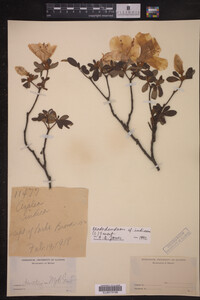 Rhododendron indicum image