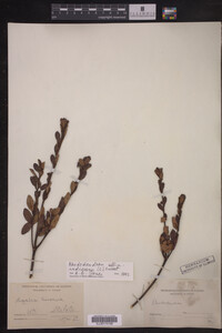 Rhododendron indicum image