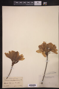 Rhododendron japonicum image