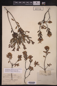 Rhododendron lapponicum image