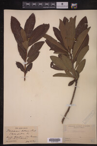 Rhododendron luteum image