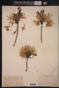 Rhododendron luteum image