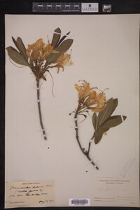 Rhododendron luteum image