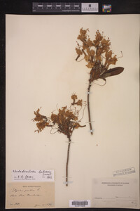 Rhododendron luteum image