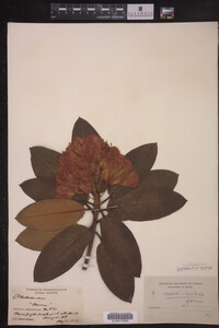 Rhododendron maximum image