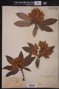 Rhododendron maximum image