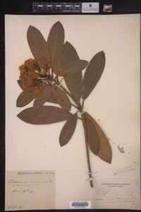 Rhododendron maximum image