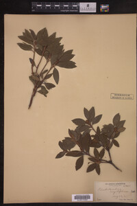 Rhododendron myrtifolium image