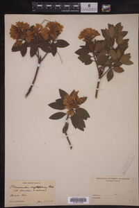 Rhododendron myrtifolium image