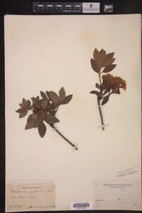 Rhododendron myrtifolium image