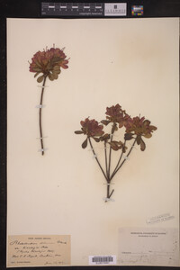 Rhododendron obtusum image