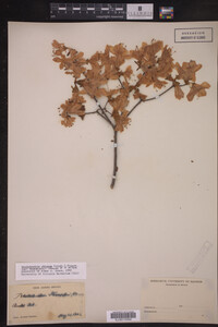 Rhododendron obtusum image